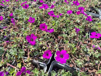 Bild von /bilder/bluehapp/thumb/gercsgu_Geranium_cin__sub____Guiseppii_____P-3262005001_T-b_Y-25_K-21_32986.jpg