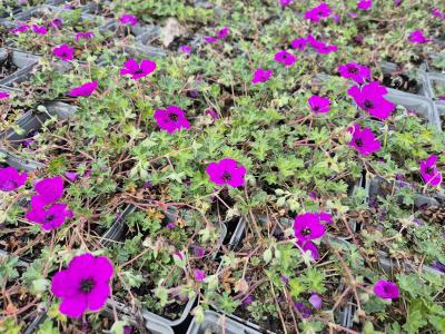 Bild von /bilder/bluehapp/thumb/gercsgu_Geranium_cin__sub____Guiseppii_____P-3262005001_T-b_Y-25_K-22_53544.jpg