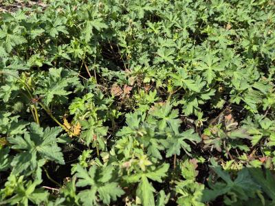 Bild von /bilder/bluehapp/thumb/gerhdc_Geranium_himalayense___Derrick_Cook___P-3263912001_T-k_Y-26_K-19_25305.jpg
