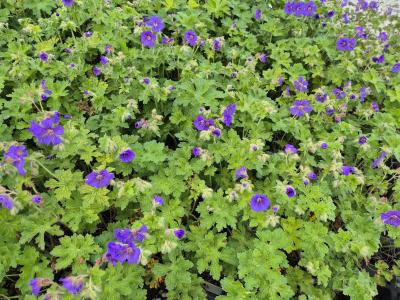 Bild von /bilder/bluehapp/thumb/germaan_Geranium_x_magn____Anemoneflorum______P-3264001001_T-b_Y-25_K-22_89285.jpg