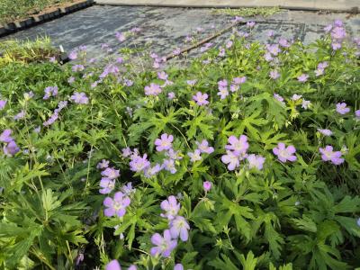Bild von /bilder/bluehapp/thumb/germach_Geranium_maculatum___Chatto____P-3264109001_T-b_Y-25_K-18_85400.jpg
