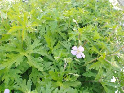 Bild von /bilder/bluehapp/thumb/germach_Geranium_maculatum___Chatto____P-3264109001_T-k_Y-24_K-16_99850_aktiv_.jpg