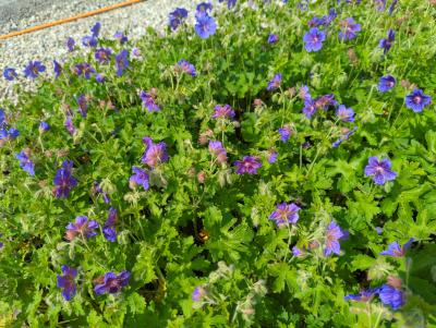 Bild von /bilder/bluehapp/thumb/germavi_Geranium_x_magnificum___Vital_____P-3264030001_T-b_Y-23_K-22_64547_aktiv_.jpg