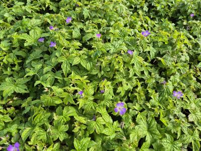 Bild von /bilder/bluehapp/thumb/gernsi_Geranium_nodosum___Simon___P-3264370001_T-b_Y-25_K-22_63898.jpg