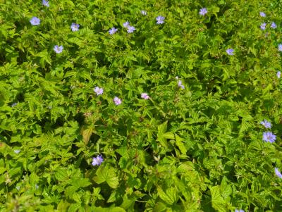 Bild von /bilder/bluehapp/thumb/gernsi_Geranium_nodosum___Simon___P-3264370001_T-k_Y-23_K-21_12137_aktiv_.jpg