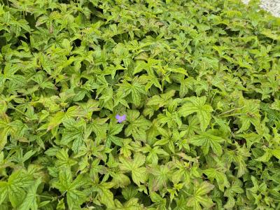 Bild von /bilder/bluehapp/thumb/gernsi_Geranium_nodosum___Simon___P-3264370001_T-k_Y-25_K-20_52457.jpg