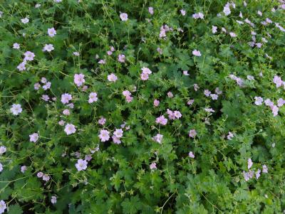 Bild von /bilder/bluehapp/thumb/gerpdr_Geranium_x_pratense___Dreamland___P-3265225001_T-b_Y-23_K-28_87297_aktiv_.jpg