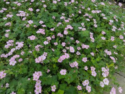 Bild von /bilder/bluehapp/thumb/gerpdr_Geranium_x_pratense___Dreamland___P-3265225001_T-b_Y-23_K-30_54425_aktiv_.jpg