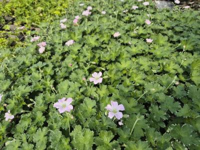 Bild von /bilder/bluehapp/thumb/gerpdr_Geranium_x_pratense___Dreamland___P-3265225001_T-k_Y-26_K-19_37325.jpg