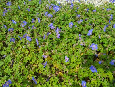 Bild von /bilder/bluehapp/thumb/gerpjb_Geranium_x_pratense___Johnsons_Blue___P-3265510001_T-b_Y-24_K-19_10040_aktiv_.jpg