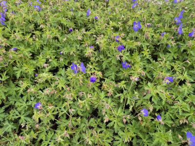 Bild von /bilder/bluehapp/thumb/gerpjb_Geranium_x_pratense___Johnsons_Blue___P-3265510001_T-b_Y-25_K-21_83723.jpg