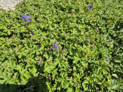 Bild von /bilder/bluehapp/thumb/gerpjb_Geranium_x_pratense___Johnsons_Blue___P-3265510001_T-k_Y-25_K-19_74288.jpg