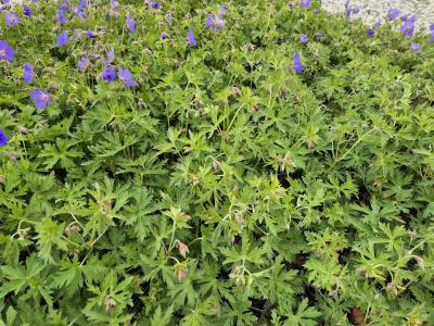 Bild von /bilder/bluehapp/thumb/gerpjb_Geranium_x_pratense___Johnsons_Blue___P-3265510001_T-k_Y-25_K-20_12641.jpg