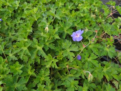 Bild von /bilder/bluehapp/thumb/gerpro_Geranium_x_pratense___Rozanne___R__P-3265250001_T-k_Y-24_K-18_97617_aktiv_.jpg