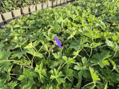 Bild von /bilder/bluehapp/thumb/gerpro_Geranium_x_pratense___Rozanne___R__P-3265250001_T-k_Y-26_K-18_56346.jpg