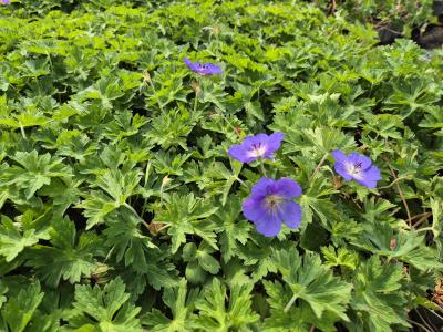 Bild von /bilder/bluehapp/thumb/gerpro_Geranium_x_pratense___Rozanne___R__P-3265250001_T-k_Y-26_K-19_61149.jpg