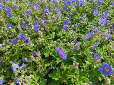 Bild von /bilder/bluehapp/thumb/gerrtf_Geranium_ren____Terre_Franche______P-3266409001_T-b_Y-23_K-22_92437_aktiv_.jpg