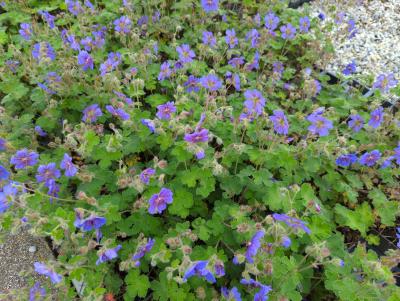 Bild von /bilder/bluehapp/thumb/gerrtf_Geranium_ren____Terre_Franche______P-3266409001_T-b_Y-24_K-21_62297_aktiv_.jpg