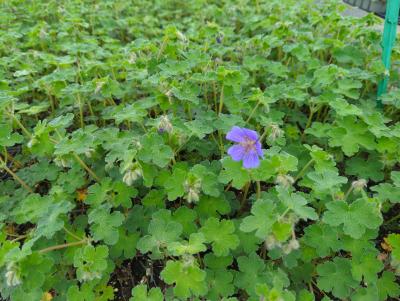 Bild von /bilder/bluehapp/thumb/gerrtf_Geranium_ren____Terre_Franche______P-3266409001_T-k_Y-23_K-20_98224_aktiv_.jpg