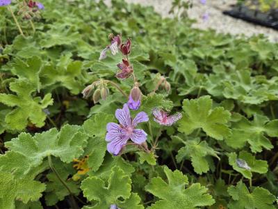 Bild von /bilder/bluehapp/thumb/gerrts_Geranium_ren____Tschelda___o_P-3266410001_T-k_Y-25_K-20_25491.jpg