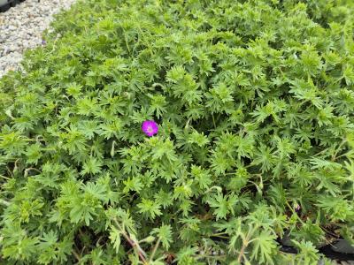 Bild von /bilder/bluehapp/thumb/gers_Geranium_sanguineum_P-3267000001_T-k_Y-25_K-20_65724.jpg