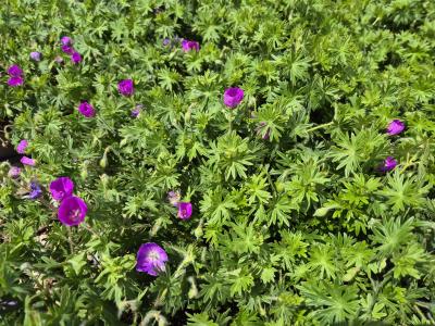 Bild von /bilder/bluehapp/thumb/gers_Geranium_sanguineum_P-3267000001_T-k_Y-25_K-21_40946.jpg
