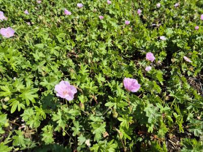 Bild von /bilder/bluehapp/thumb/gersap_Geranium_sanguineum___Apfelblüte__Li_P-3267005001_T-b_Y-25_K-24_42377.jpg