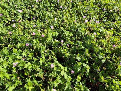 Bild von /bilder/bluehapp/thumb/gersap_Geranium_sanguineum___Apfelblüte__Li_P-3267005001_T-b_Y-25_K-25_84206.jpg
