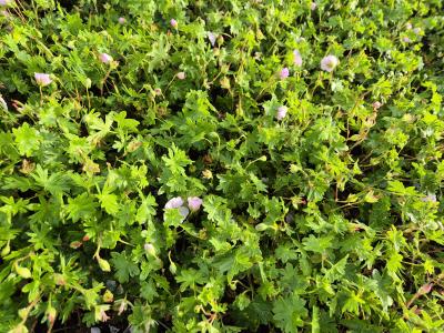 Bild von /bilder/bluehapp/thumb/gersap_Geranium_sanguineum___Apfelblüte__Li_P-3267005001_T-b_Y-25_K-26_52104.jpg