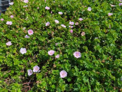 Bild von /bilder/bluehapp/thumb/gersap_Geranium_sanguineum___Apfelblüte__Li_P-3267005001_T-k_Y-23_K-22_14200_aktiv_.jpg