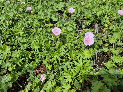 Bild von /bilder/bluehapp/thumb/gersap_Geranium_sanguineum___Apfelblüte__Li_P-3267005001_T-k_Y-25_K-23_84363.jpg