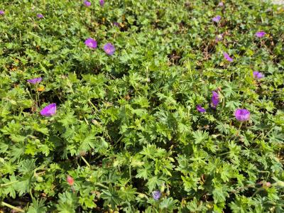 Bild von /bilder/bluehapp/thumb/gersin_Geranium_sanguineum___Inverness______P-3267019001_T-k_Y-25_K-21_78385.jpg
