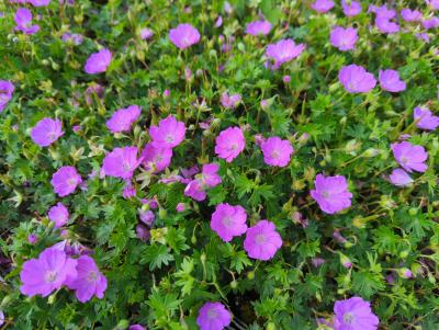 Bild von /bilder/bluehapp/thumb/gersmf_Geranium_sanguineum___Max_Frei___o_P-3267020001_T-b_Y-22_K-23_51582_aktiv_.jpg