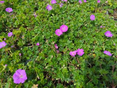 Bild von /bilder/bluehapp/thumb/gersmf_Geranium_sanguineum___Max_Frei___o_P-3267020001_T-b_Y-24_K-19_87793_aktiv_.jpg