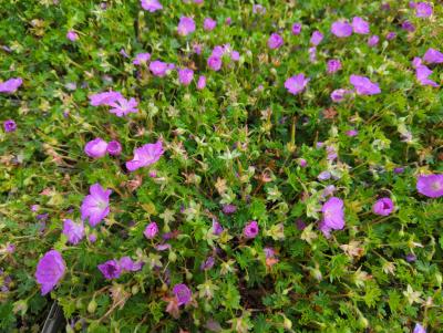 Bild von /bilder/bluehapp/thumb/gersmf_Geranium_sanguineum___Max_Frei___o_P-3267020001_T-b_Y-24_K-21_78933_aktiv_.jpg