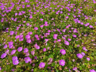 Bild von /bilder/bluehapp/thumb/gersmf_Geranium_sanguineum___Max_Frei___o_P-3267020001_T-b_Y-24_K-23_56080_aktiv_.jpg