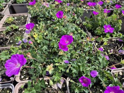 Bild von /bilder/bluehapp/thumb/gersmf_Geranium_sanguineum___Max_Frei___o_P-3267020001_T-b_Y-25_K-21_88503.jpg