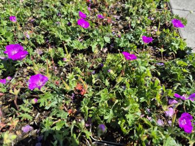 Bild von /bilder/bluehapp/thumb/gersna_Geranium_sanguineum___Nanum_____P-3267018001_T-b_Y-25_K-24_75071.jpg