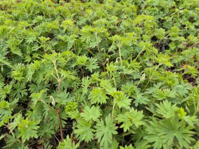 Bild von /bilder/bluehapp/thumb/gerstm_Geranium_sanguin____Tiny_Monster______P-3267070001_T-k_Y-25_K-20_29057.jpg