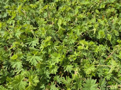 Bild von /bilder/bluehapp/thumb/gerstm_Geranium_sanguin____Tiny_Monster______P-3267070001_T-k_Y-25_K-21_18538.jpg
