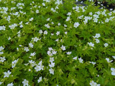Bild von /bilder/bluehapp/thumb/gersyal_Geranium_sylvaticum___Album__Li_P-3267910001_T-b_Y-23_K-20_76919_aktiv_.jpg