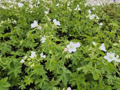 Bild von /bilder/bluehapp/thumb/gersyal_Geranium_sylvaticum___Album__Li_P-3267910001_T-b_Y-25_K-20_48319.jpg