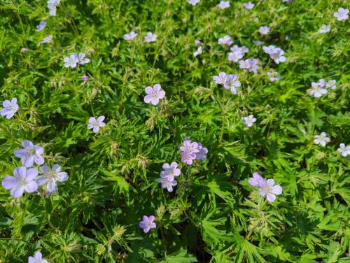 Bild von Geranium sylvaticum Ice Blue