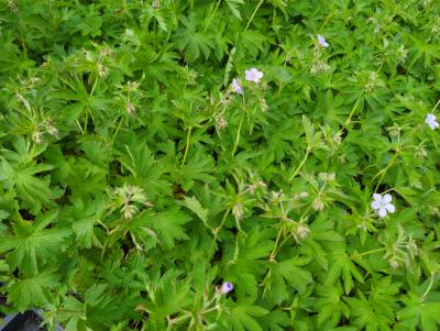 Bild von Geranium sylvaticum Ice Blue