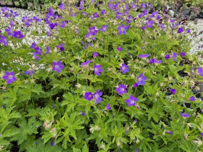 Bild von /bilder/bluehapp/thumb/gersyma_Geranium_sylvaticum___Mayflower_____P-3267925001_T-b_Y-25_K-20_76588.jpg