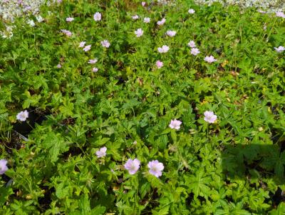 Bild von /bilder/bluehapp/thumb/gerv_Geranium_versicolor_P-3268200001_T-k_Y-23_K-22_39245_aktiv_.jpg