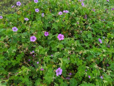 Bild von Geranium wallichianum Pink Penny