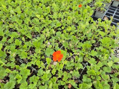 Bild von /bilder/bluehapp/thumb/geucbo_Geum_coccineum___Borisii__veg__P-3282010001_T-k_Y-25_K-17_65298.jpg