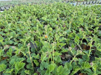 Bild von /bilder/bluehapp/thumb/geucbo_Geum_coccineum___Borisii__veg__P-3282010001_T-k_Y-26_K-16_27010.jpg