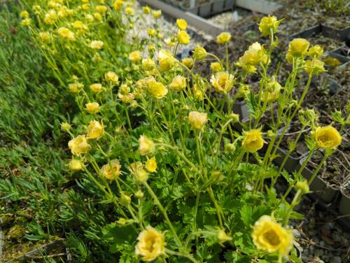 Bild von /bilder/bluehapp/thumb/geucgi_Geum_chiloense___Gimlet___P-3281518001_T-b_Y-22_K-19_41535_aktiv_.jpg